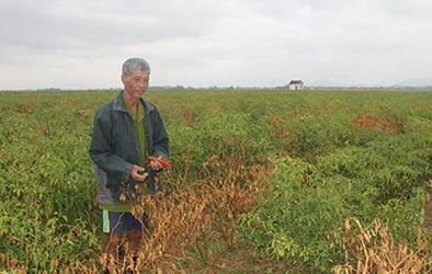 Trung Quốc làm khổ nông dân Việt trồng ớt?